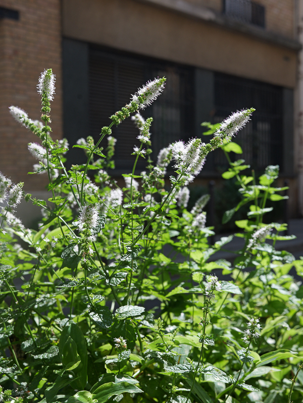 en fleurs